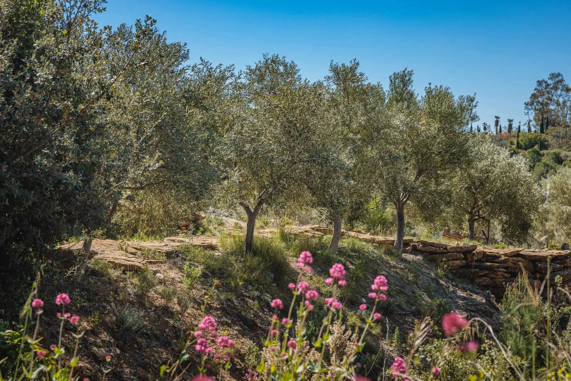 SUBLIME PROPRIÉTÉ OLEO-VITICOLE EN PROVENCE - 2