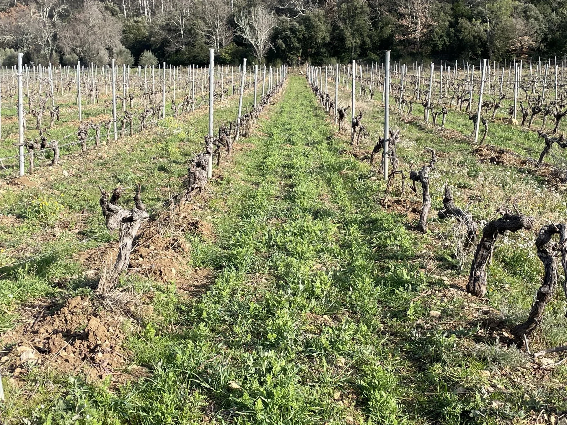 BASTIDE DE CHARME AU COEUR DU TERROIR DES CÔTES DE PROVENCE - 13