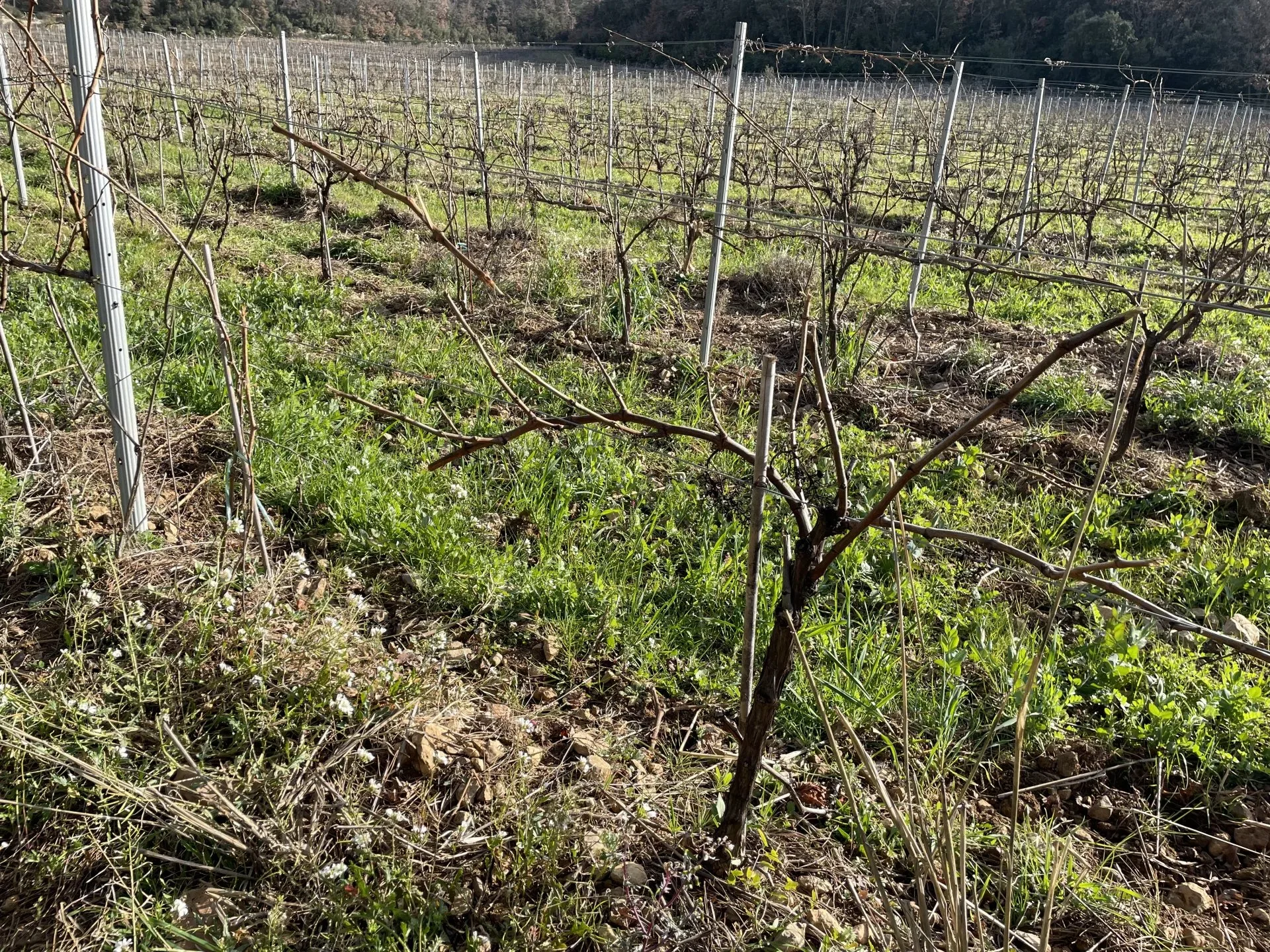BASTIDE DE CHARME AU COEUR DU TERROIR DES CÔTES DE PROVENCE - 15