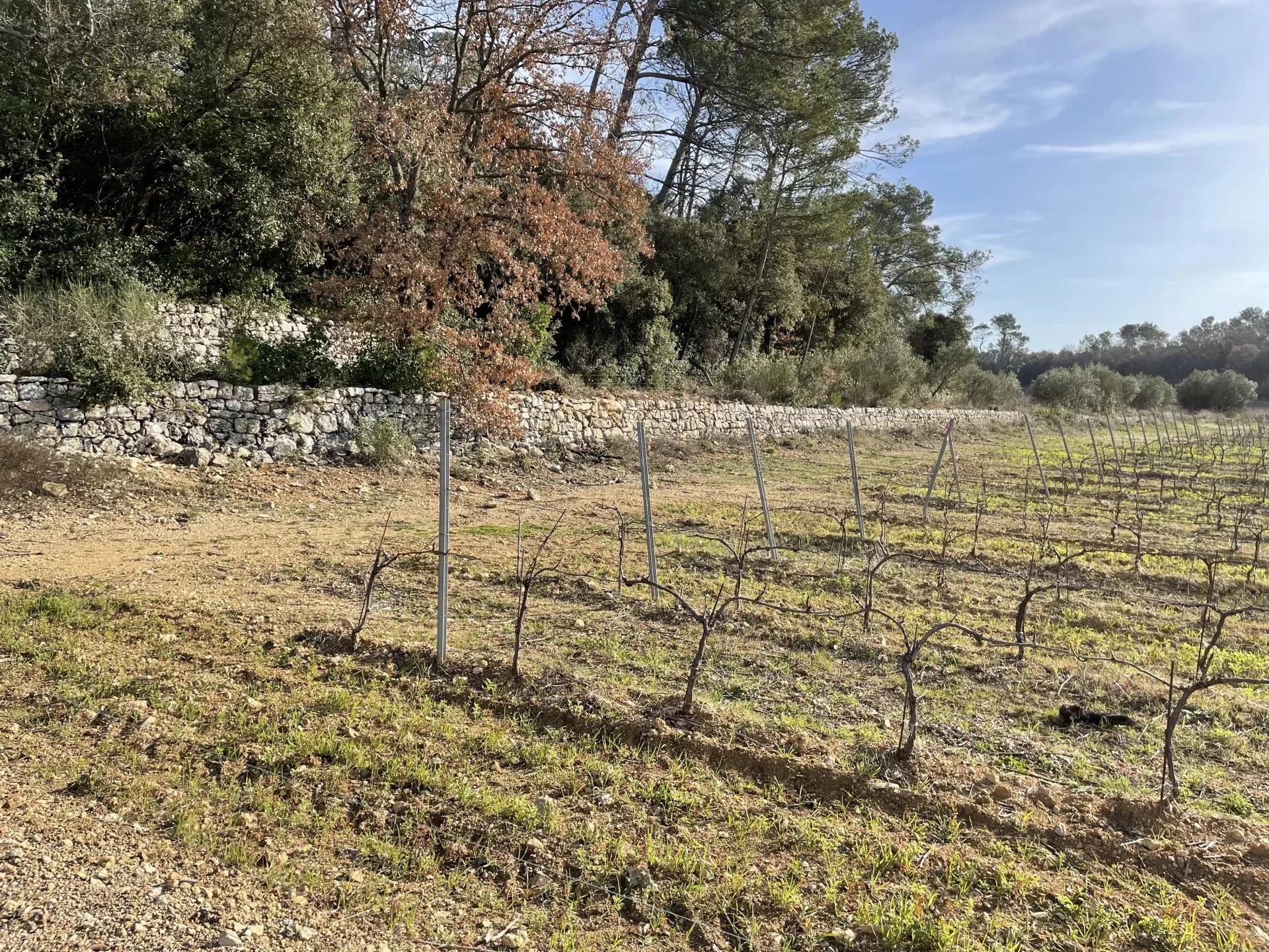 BASTIDE DE CHARME AU COEUR DU TERROIR DES CÔTES DE PROVENCE - 16