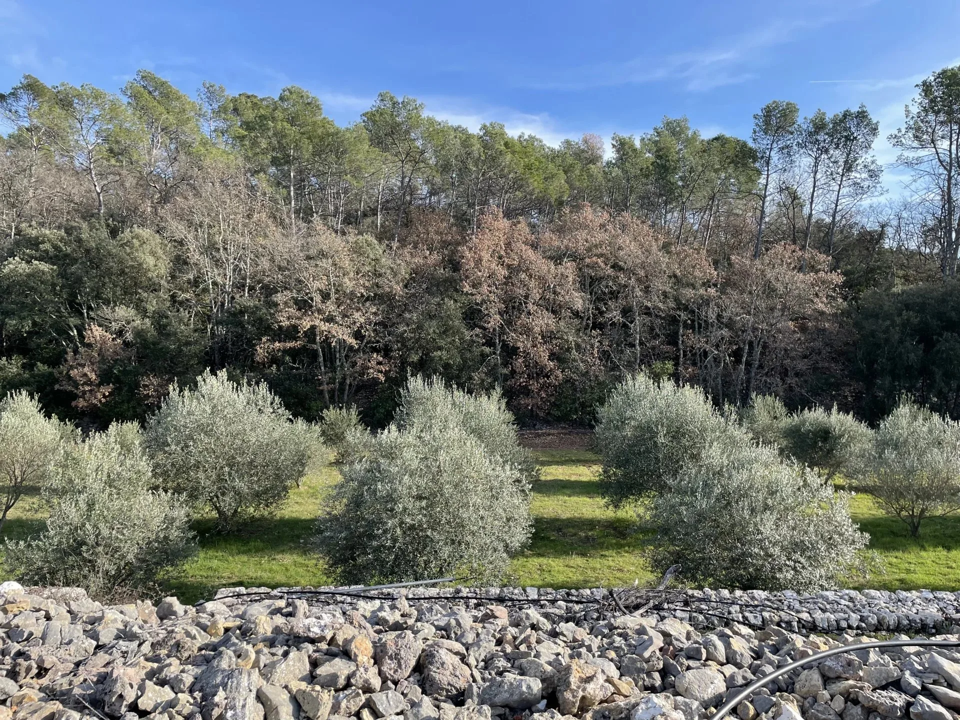 BASTIDE DE CHARME AU COEUR DU TERROIR DES CÔTES DE PROVENCE - 3