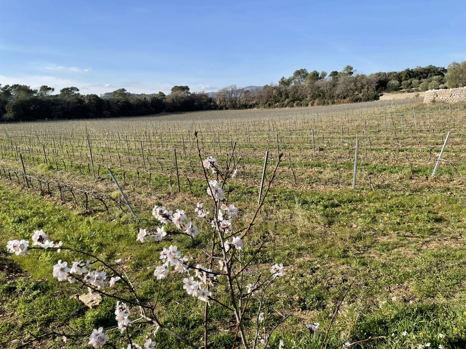 BASTIDE DE CHARME AU COEUR DU TERROIR DES CÔTES DE PROVENCE - 18