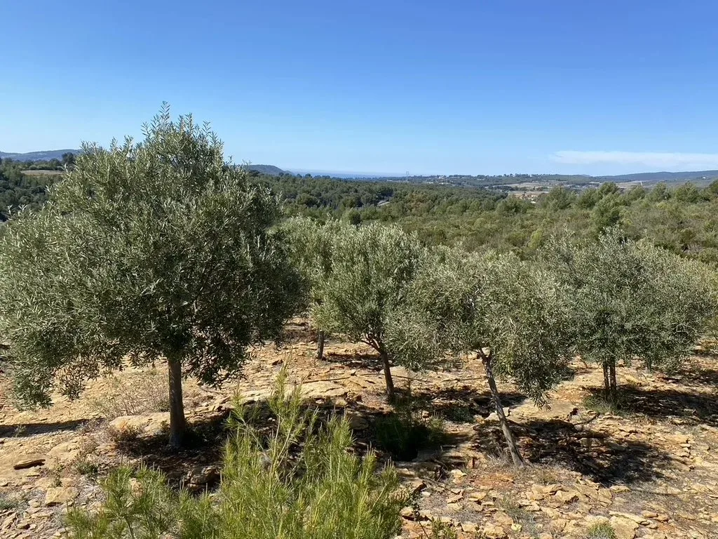 SUBLIME PROPRIÉTÉ OLEO-VITICOLE EN PROVENCE - 3