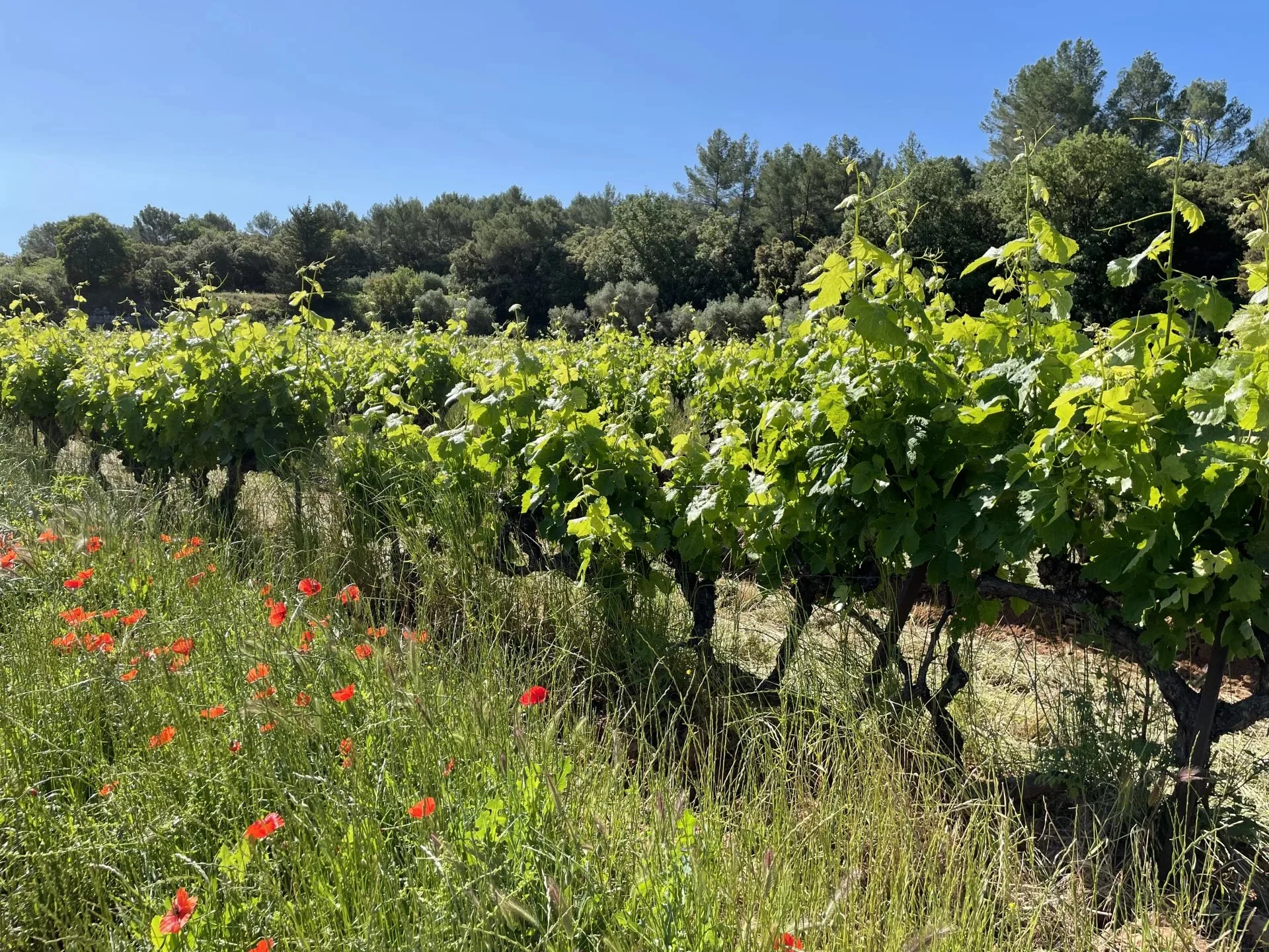 AOP CÔTES DE PROVENCE - EXPLOITATION VITICOLE EN CENTRE VAR - 4