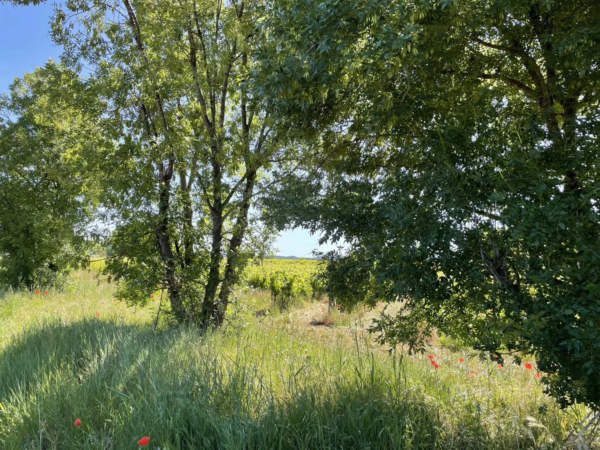AOP CÔTES DE PROVENCE - EXPLOITATION VITICOLE EN CENTRE VAR - 5