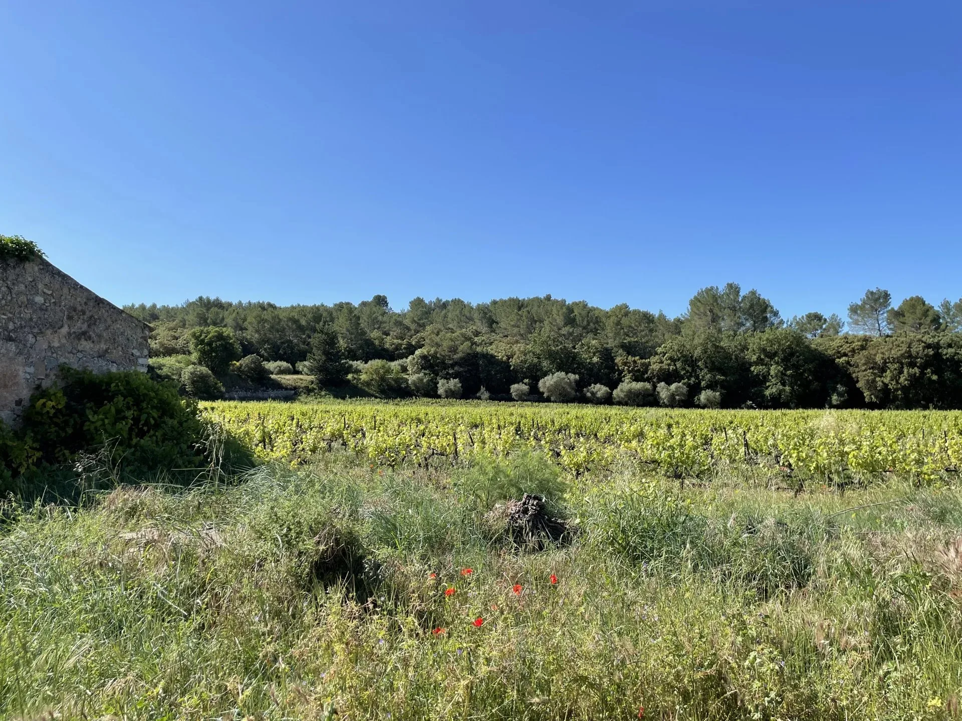 AOP CÔTES DE PROVENCE - EXPLOITATION VITICOLE EN CENTRE VAR - 7