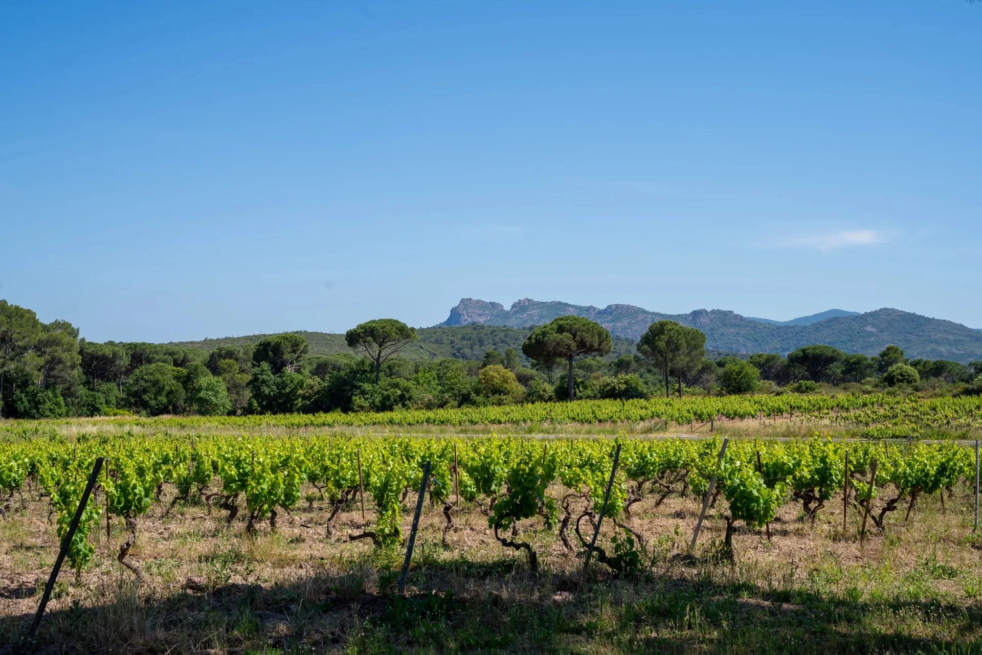 VALLÉE D'ESCLANS- EXPLOITATION VITI_VINICOLE - 3
