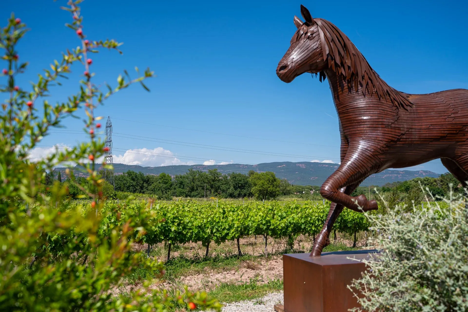 VALLÉE D'ESCLANS- EXPLOITATION VITI_VINICOLE - 2