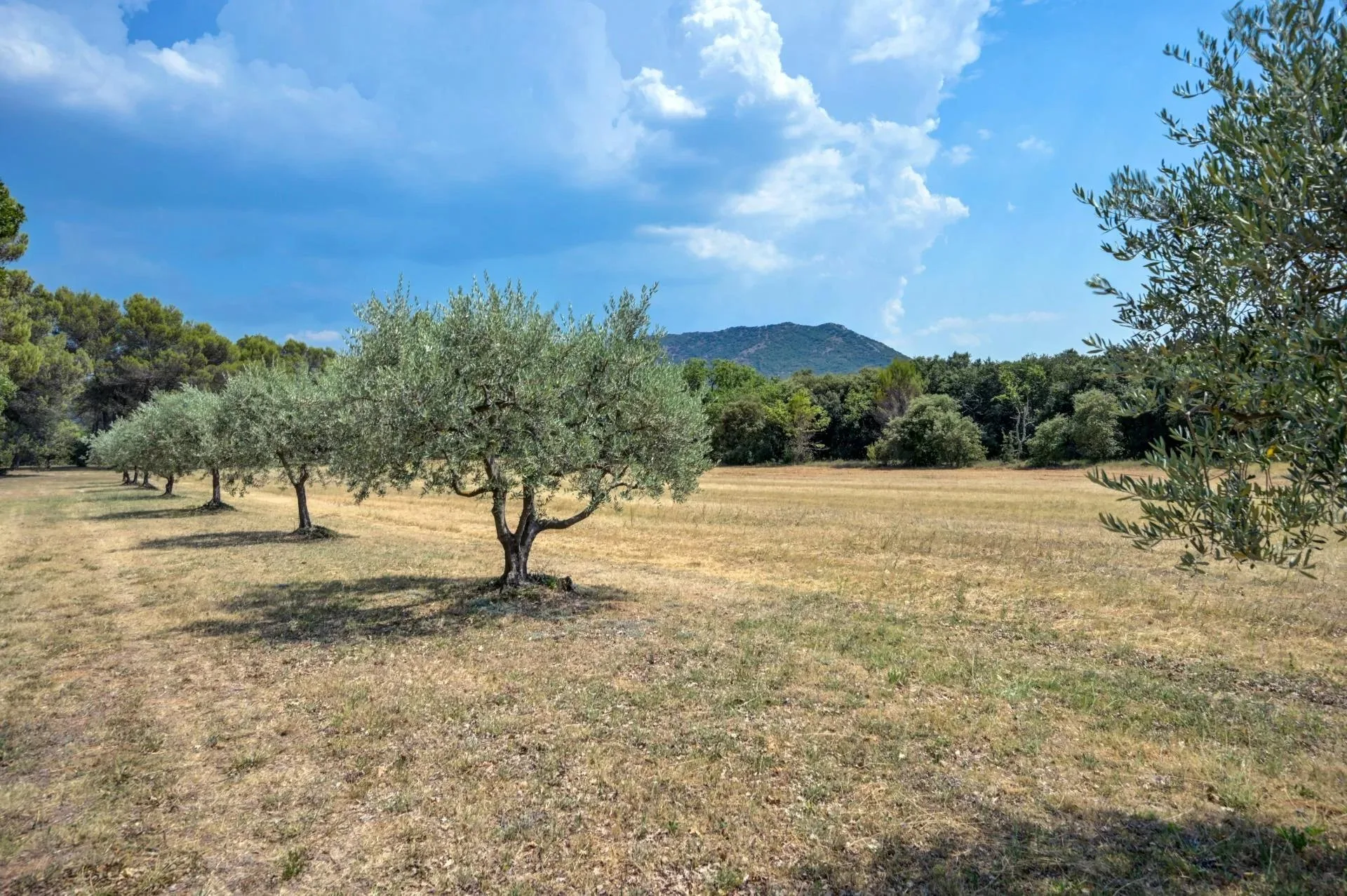 30 minutes from Aix-en-Provence – Authentic 19th-century country house in the heart of an estate of over 5 hectares - 103