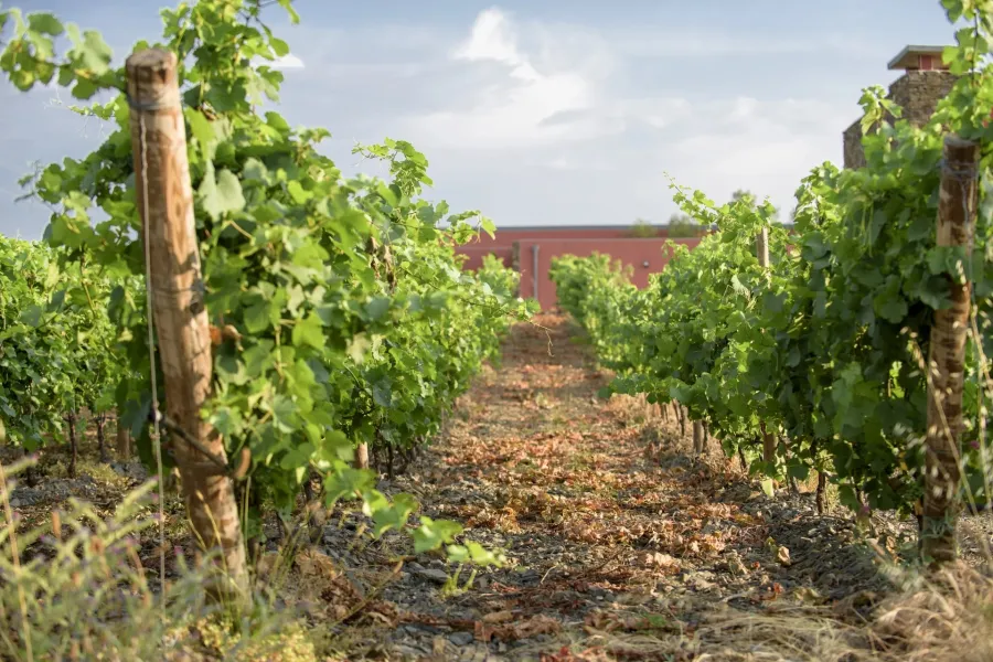 UN DOMAINE VITICOLE EN APPELLATION FAUGÈRES - 3