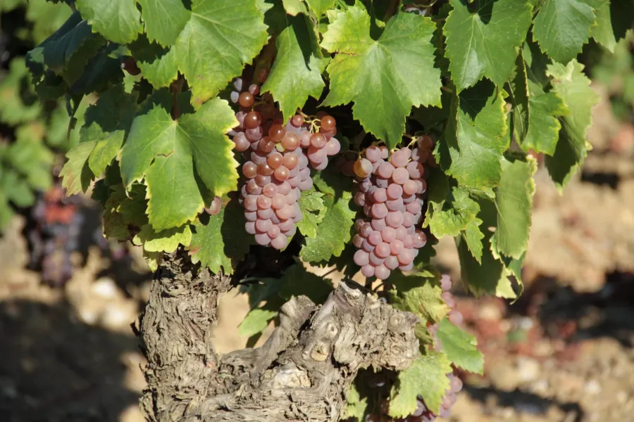 UN DOMAINE VITICOLE EN APPELLATION FAUGÈRES - 5
