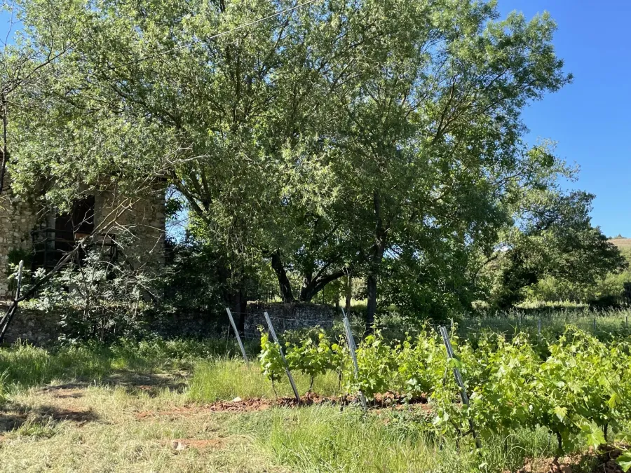 AOP CÔTES DE PROVENCE - EXPLOITATION VITICOLE EN CENTRE VAR - 3
