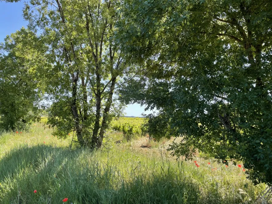 AOP CÔTES DE PROVENCE - EXPLOITATION VITICOLE EN CENTRE VAR - 5