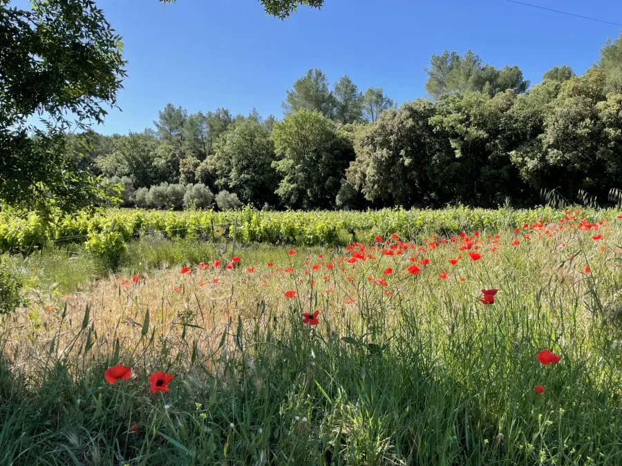AOP CÔTES DE PROVENCE - EXPLOITATION VITICOLE EN CENTRE VAR