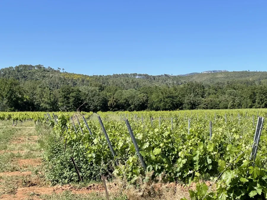 AOP CÔTES DE PROVENCE - EXPLOITATION VITICOLE EN CENTRE VAR - 6