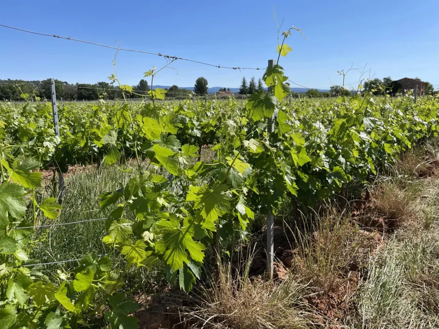 AOP CÔTES DE PROVENCE - EXPLOITATION VITICOLE EN CENTRE VAR - 9